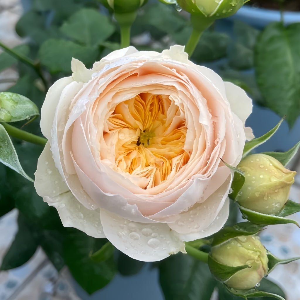 Emma Woodhouse Rose plant with glossy green leaves, nearly thornless stems, and abundant flowering