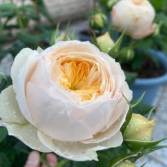 Dewy Emma woodhouse rose yellow center light pink petals Rosesplant