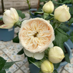 Multiple Emma woodhouse rose buds and full bloom in pots Rosesplant