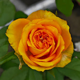 Endless Summer Rose