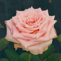 Escalante Rose