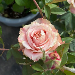 Escalante Rose