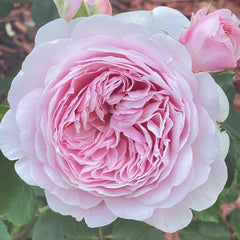 Eustacia Vye Rose