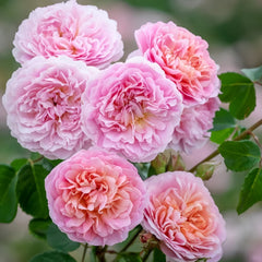 Eustacia Vye Rose