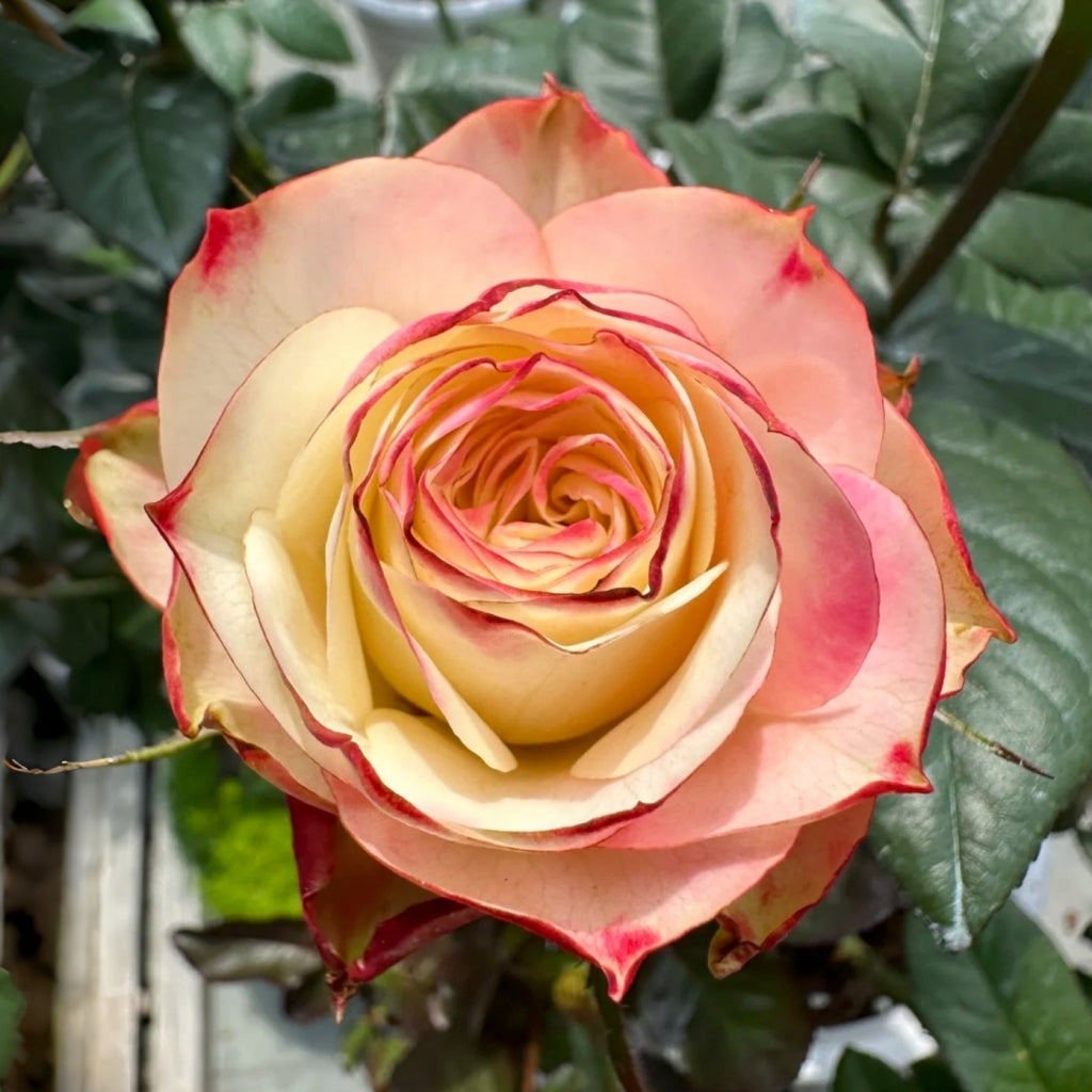 Fairy Queen Rose