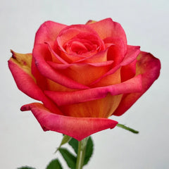 Fairy Tale Rose