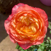 Fire X-pression Rose