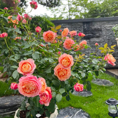 Fire X-pression Rose