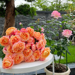 Fire X-pression Rose