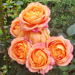 Fire X-pression Rose