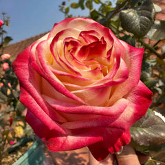 Fragrant Delicious Rose