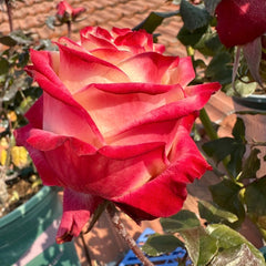 Fragrant Delicious Rose