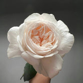 Fragrant Snow Rose