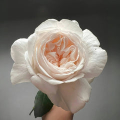 Fragrant Snow Rose