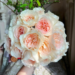 Fragrant Snow Rose