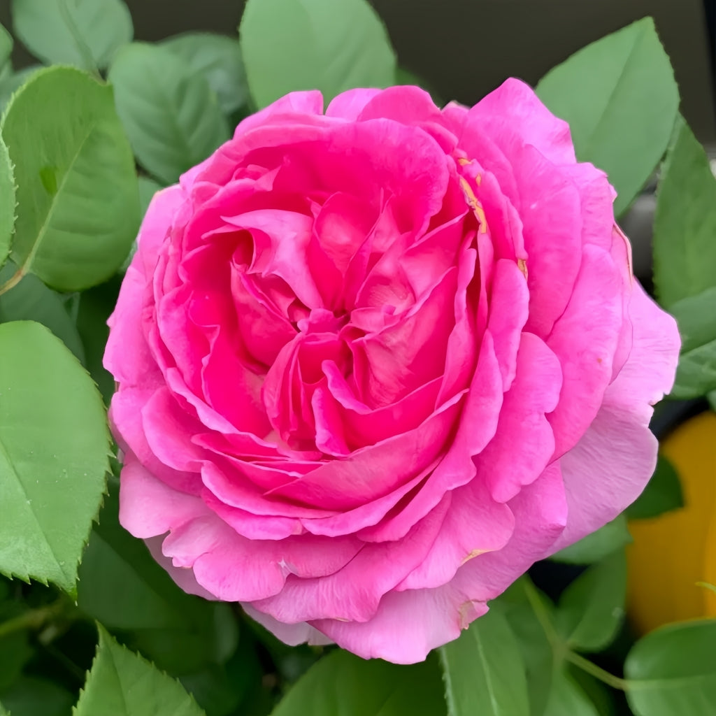 Fraulein Maria Rose