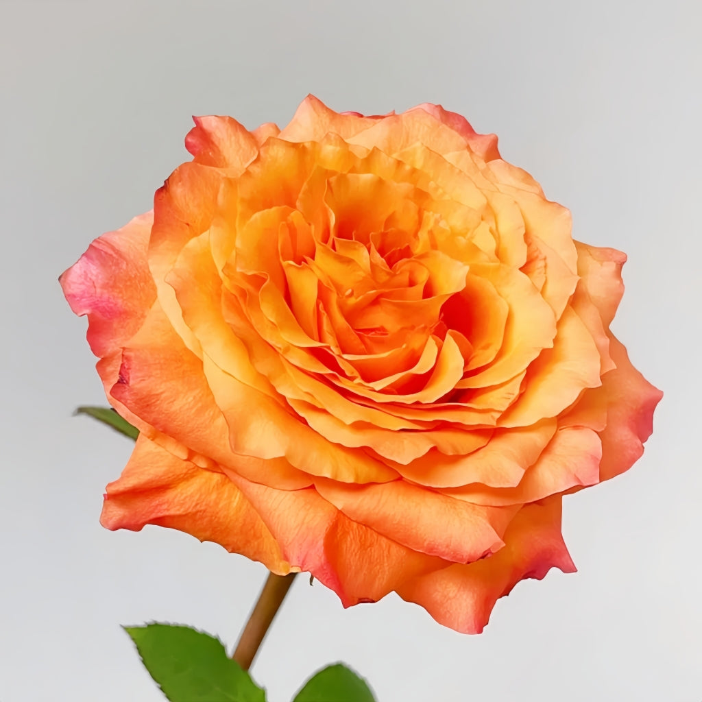 Free Spirit Rose orange-pink petals with fruity honey fragrance in full bloom