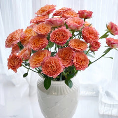 Free Spirit Rose orange-pink petals with fruity honey fragrance in full bloom