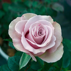 Friend Rose