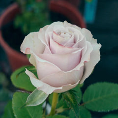 Friend Rose