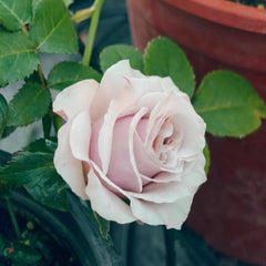 Friend Rose