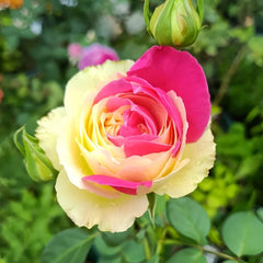 Fugetsu Rose