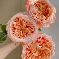 Funky Peach Rose
