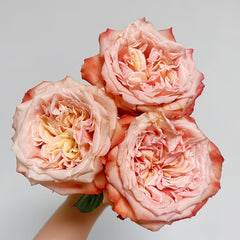Funky Peach Rose