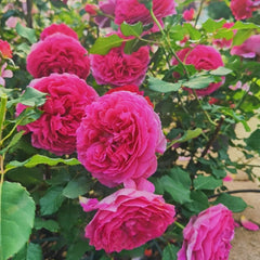 Gabriel Oak Rose