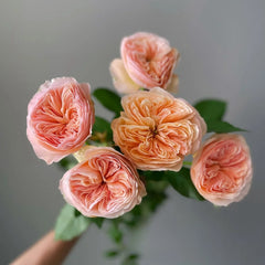 Georgina Gardens Rose