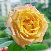 Gold Coast Rose