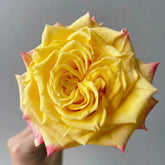 Golden Wave Rose