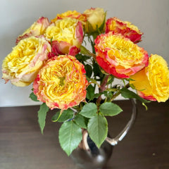Golden Wave Rose