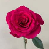 Gotcha Rose