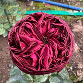 Grand Jubilee Rose