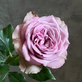 Grey Knight Rose