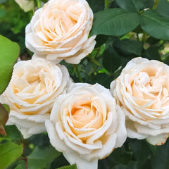 Gruaud Larose Rose