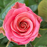 Hermosa Rose