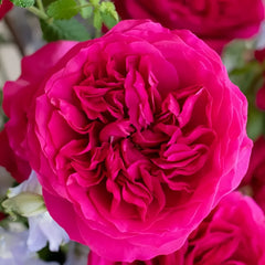 Hettie Rose
