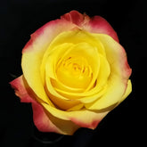Hot Merengue Rose