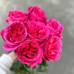 Hot X-pression Rose