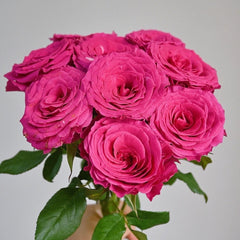 Hotspot Rose
