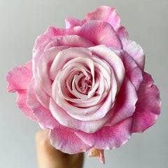 Ice Crown Princess Rose