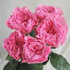 Ichika Rose