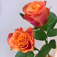 Jamaica Rose