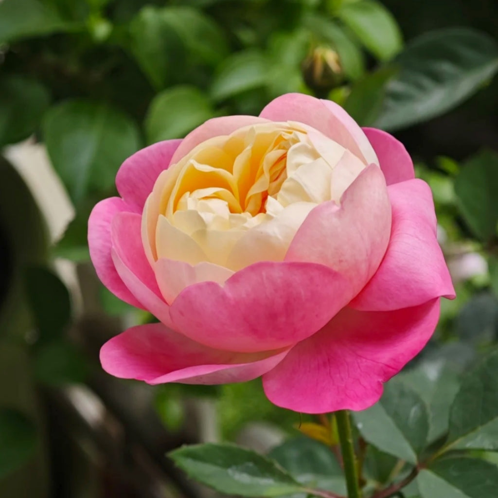 Japanese Mon Amour Rose
