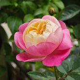 Japanese Mon Amour Rose