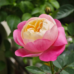 Japanese Mon Amour Rose