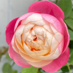 Japanese Mon Amour Rose
