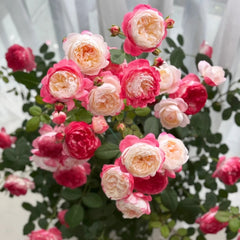 Japanese Mon Amour Rose
